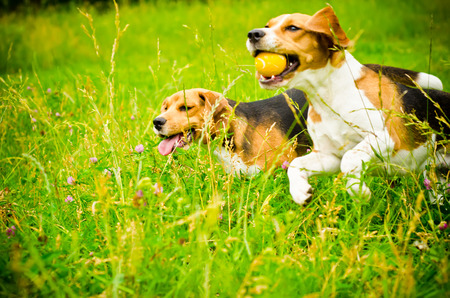 two beagle dog on a green grassの写真素材