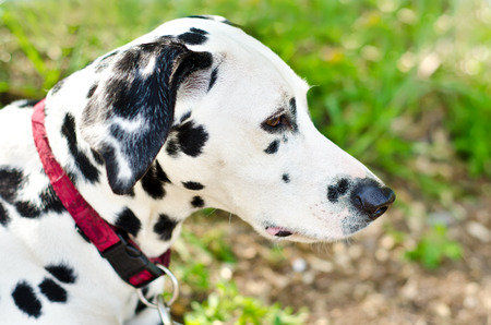dalmatian on a green grass outdoorsの写真素材