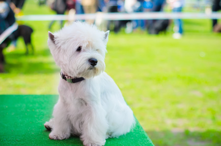 west highland white terrier on an exhibition outdoorsの写真素材