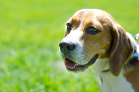 beagle dog on a green grass outdoors