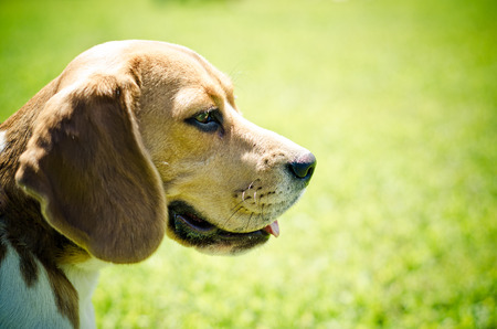beagle dog on a green grass outdoors
