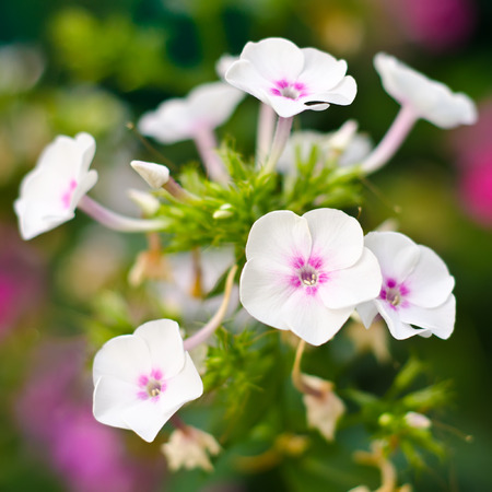 beautiful white flowers in a gardenの写真素材