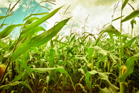 corn field as a background