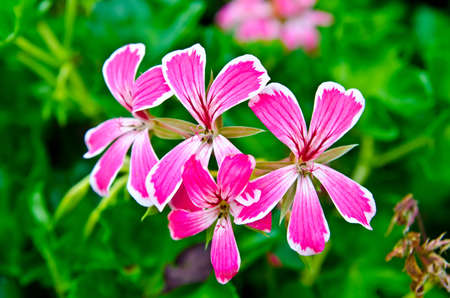 beautiful red flower in a green garden