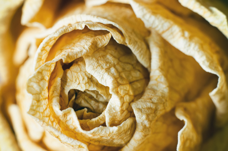 dry rose as a backgroundの写真素材