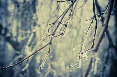 frozen twigs in the forest