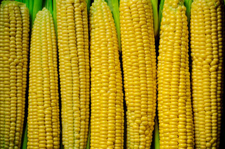 a lot of yellow corns as a background