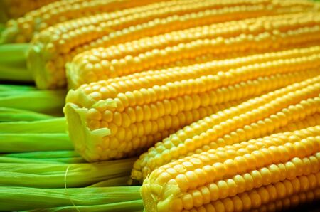 a lot of yellow corns as a background