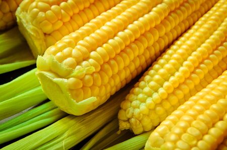 a lot of yellow corns as a background