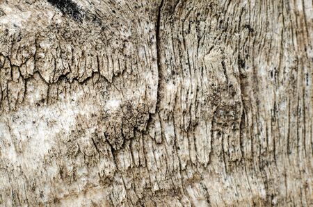bark texture as a backgroundの写真素材