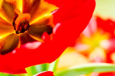 tulip macro as a backgroundの写真素材