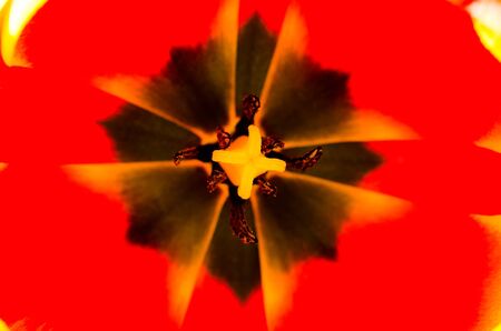 tulip macro as a backgroundの写真素材