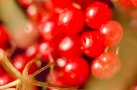 red viburnum as a backgroundの写真素材