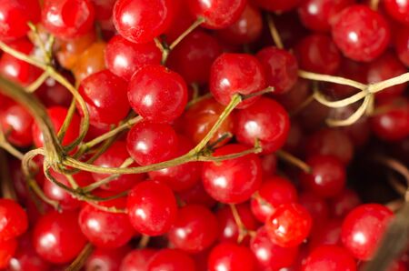 red viburnum as a backgroundの写真素材