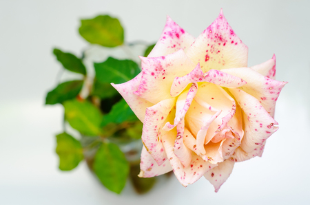 rose in vase with leavesの写真素材