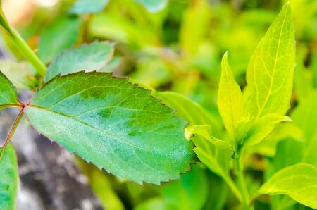 green leaf on a twig in the gardenの写真素材