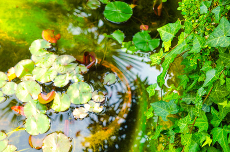 water lily leaves in the pondの写真素材