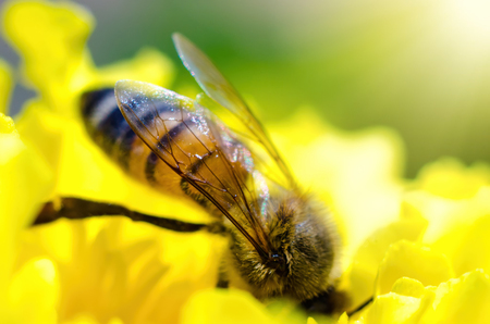 bee on a yellow flower macroの写真素材