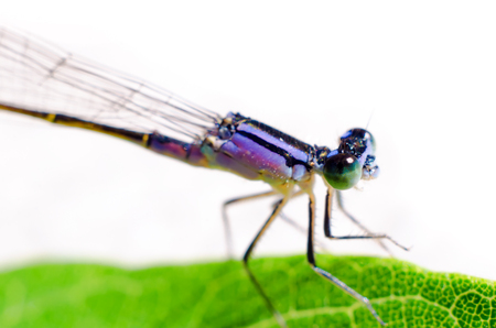 dragonfly sitting on a leaf closeup