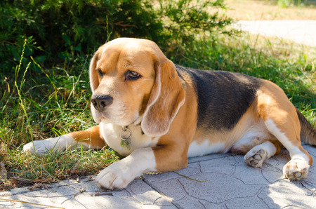 beagle dog outdoors at backyardの写真素材