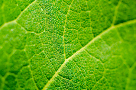 green leaf texture as a background