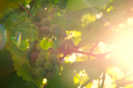green branch at the rural farmの写真素材