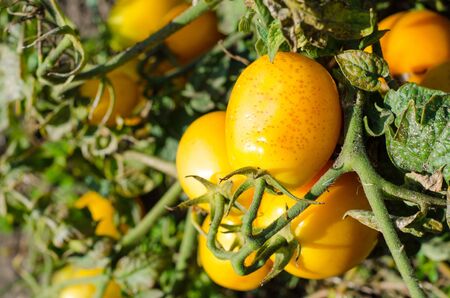 yellow tomatoes on the branchの写真素材