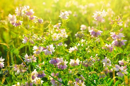 a lot of wildflowers in the fieldの写真素材