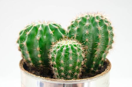 green cactus in metal potの写真素材