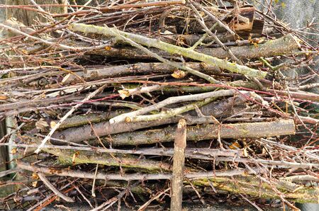 branch of woods as a background