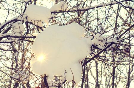 branches with snow against the sky and sunの写真素材