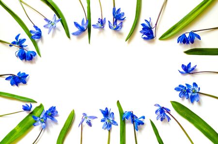 snowdrop flowers isolated on a white background