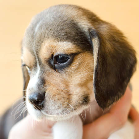 cute beagle puppy on the handsの写真素材