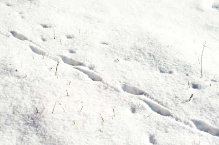 human footstep on the white snow