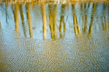 trees reflected in a flowing river
