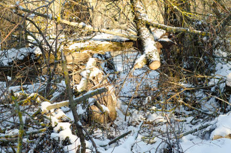 firewoods covered with snow in forest