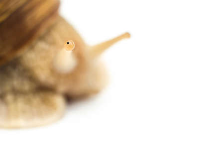 snail macro isolated on a white backgroundの写真素材
