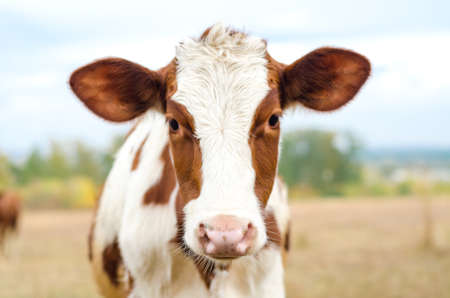 cow grazes in the meadowの写真素材