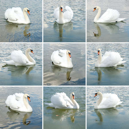 collection of beautiful swan swimming in the pondの写真素材