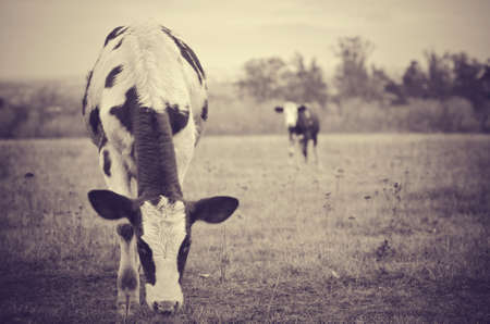 cow grazes in the meadowの写真素材