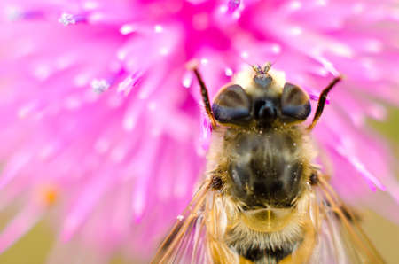 hoverfly on a flower macro closeup