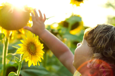 little boy sniffing a sunflowerの写真素材
