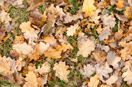 background from a lot of autumn leaves