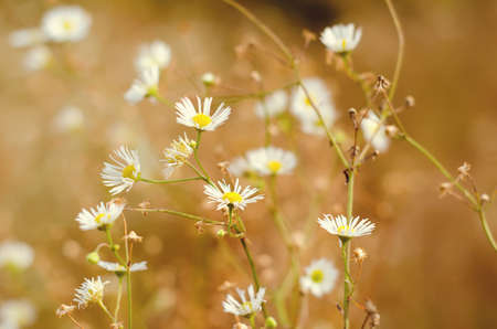 soft background from wildflowers in the field