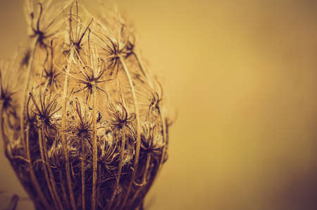 dry plant in the field