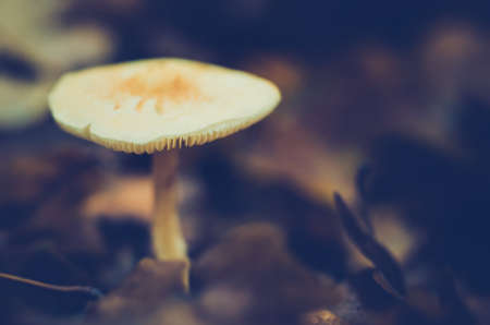 toadstool in autumn forest closeupの写真素材