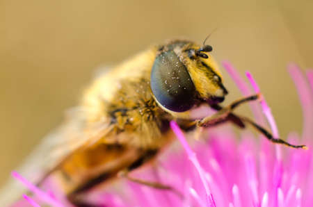 hoverfly on a flower macro closeup