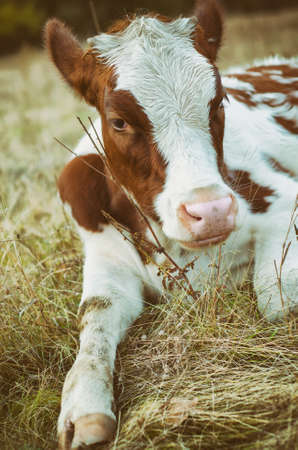 cow grazes in the meadow