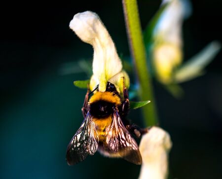 Bee in a hat