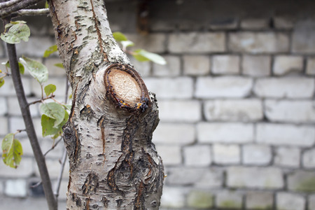 Tree trunk, felled treesの写真素材